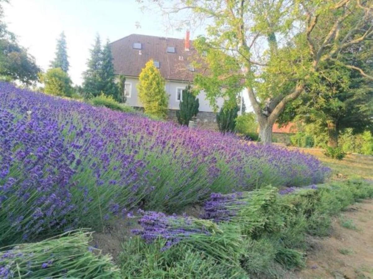 Villa Izabella Badacsonytördemic Exteriör bild